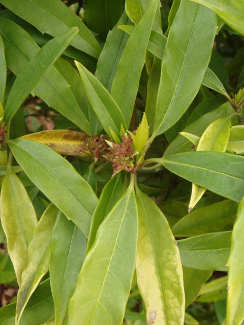 Aucuba japonica 'Longifolia' fleur P25